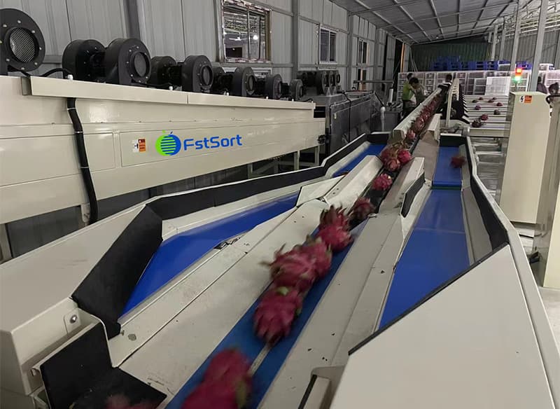 images/1657879340316dragon fruit sorter.jpg